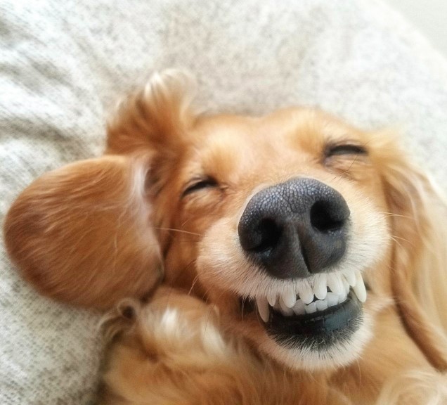 素材　笑う犬