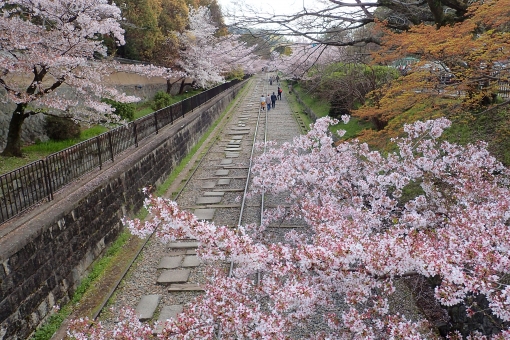 琵琶湖疏水の桜を堪能しよう！昼食、拝観料込みで4000円のまち歩きツアーです！☆4月3日・4月6日