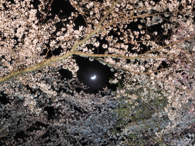 素材　夜桜　ライトアップ　月