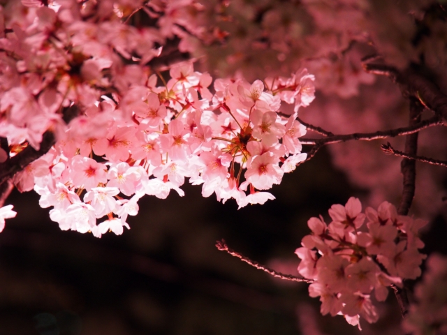 素材　夜桜　桜　ライトアップ