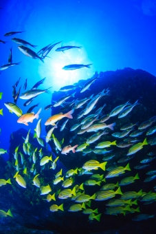 まるで海にいる様な「楽園に群れるお魚たち」の映画を観よう！☆大津市・4月13日