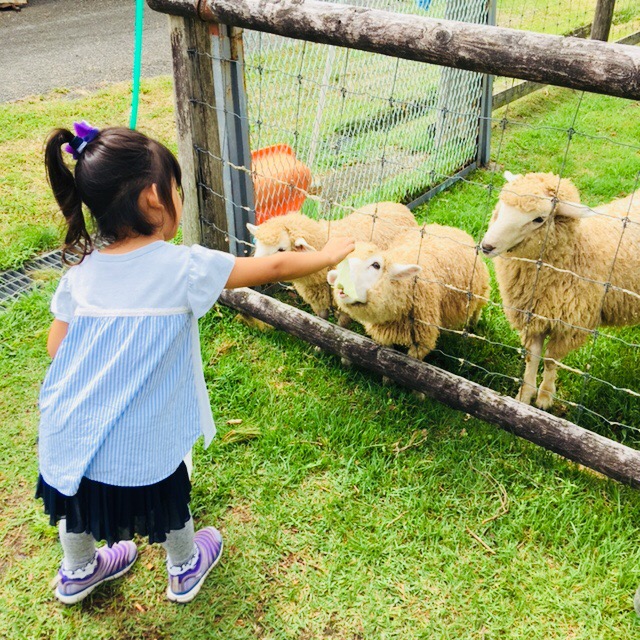 《5月8日》日野町の畜産技術振興センターにて「ひつじの毛刈り」が開催！ウサギや山羊とのふれあいもあり♪
