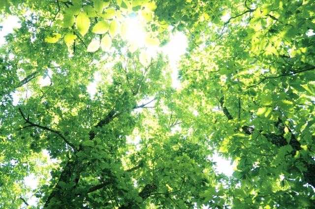 春·夏·秋·冬の四季の移り変わりを観察出来ます。滋賀県希望が丘文化公園で『希望が丘自然観察会』開催