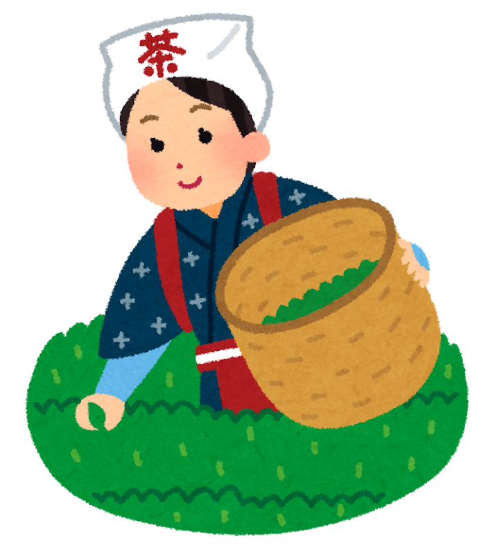 長浜市 こだかみ茶収穫祭が開催されます！お茶摘み体験してみませんか？5月18日申し込み不要です！