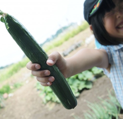 雨でもへっちゃら！聞いて・見て・触って・食べる「ハウスdeきゅうり収穫体験」10月6日野洲で開催！！
