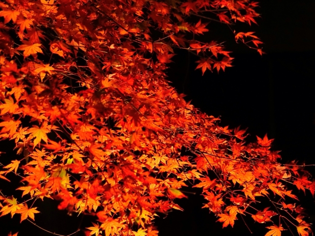 夜の紅葉を楽しみましょう♪日吉大社夜のライトアップは11月9日~12月1日まで。