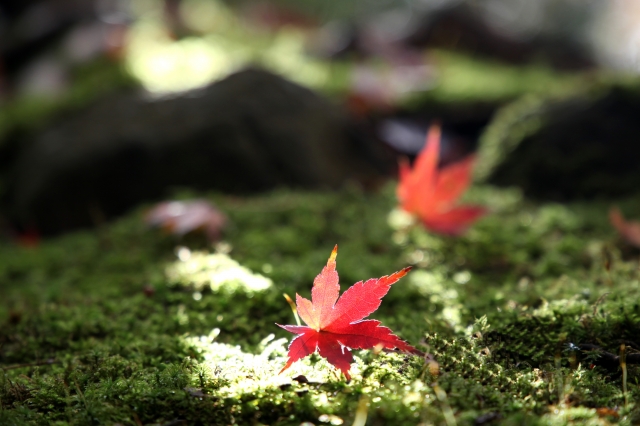 天然記念物と紅葉のコラボレーション♪石山寺で｢あたら夜もみじ｣が11月15日～12月1日まで開催。お得なチケットも！