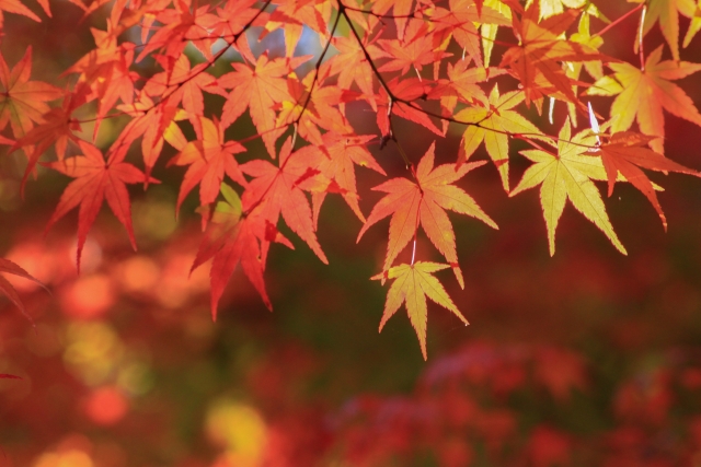 まもなく見頃を迎えます！新・日本街路樹百景にも選ばれている高島市、メタセコイア並木の紅葉♪【12月上旬】
