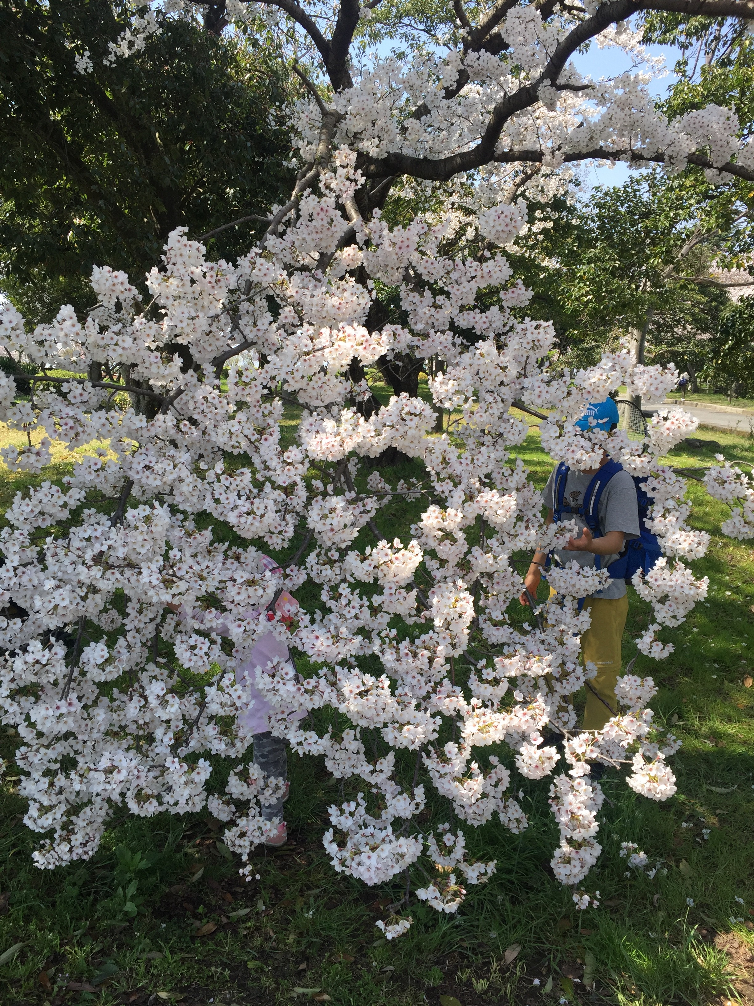 長浜市 豊公園 お花見できます 桜満開です 広々公園でたくさんあそべます 年4月 滋賀のママがイベント 育児 遊び 学びを発信 シガマンマ ピースマム