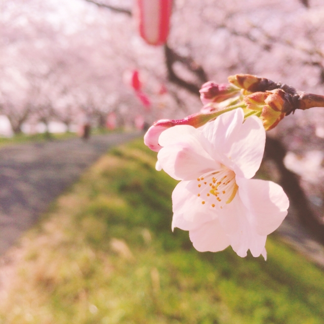 彦根市　宇曽川沿いの桜並木が満開！