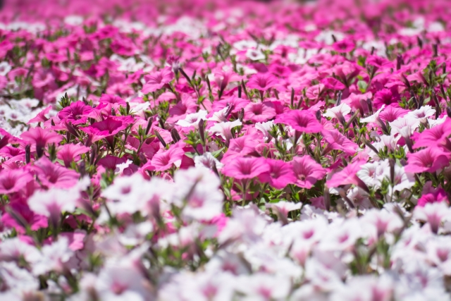 7月18日(土)、びわこ箱館山オープン！100万輪のペチュニアの花畑や、風鈴のよし小道も♪