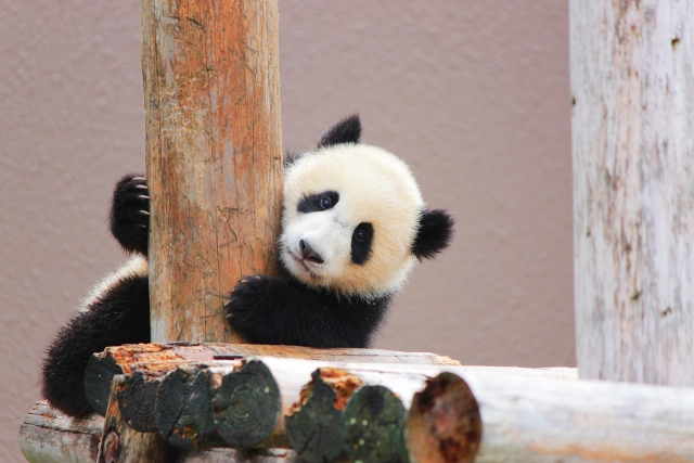 おうちから上野動物園のパンダに Happybirthday 抽選でパンダの写真集が当たる パンダ保護の寄付にもなります 滋賀のママがイベント 育児 遊び 学びを発信 シガマンマ ピースマム