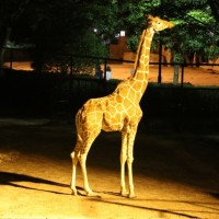 8月9日 10日 14日 15日 大阪 天王寺動物園で ナイトzoo 開催 抽選申込受付中 滋賀のママがイベント 育児 遊び 学びを発信 シガマンマ ピースマム