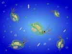 ＜6月11日＞参加無料☆微小生物の世界へ『わくわく探検隊 プランクトンを見よう！』琵琶湖博物館にて開催！