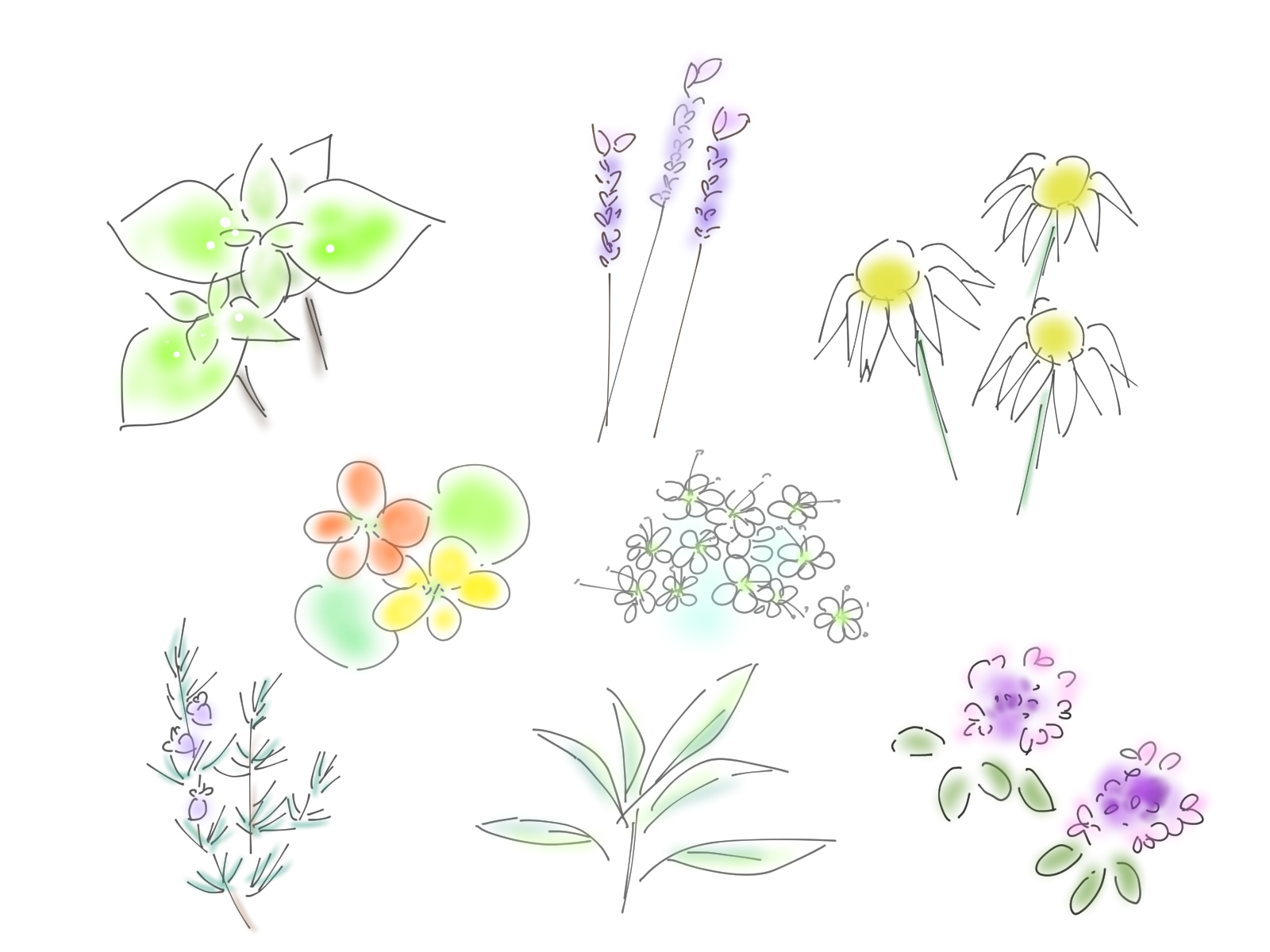 ＜5月18日＞アロマの香りで上質なおうち時間を♪季節の植物でアロマウォーターを作ろう！【琵琶湖博物館】