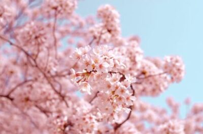《彦根市》クラブハリエ直営ベーカリー・ジュブリルタンに、春限定・桜あんのパンが登場していますよ☆彡