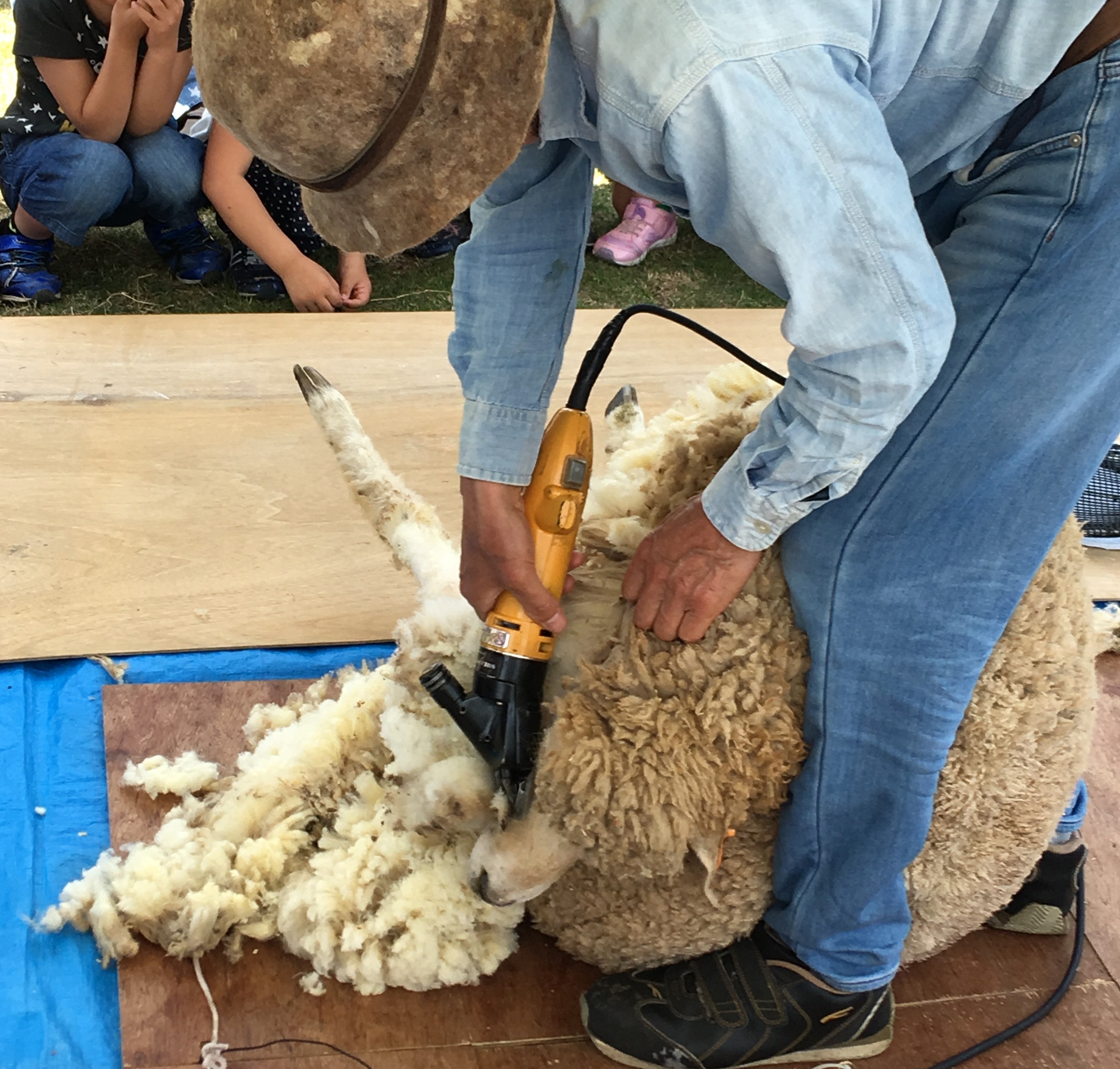《5月5日》なかなかできない貴重な体験☆草津市のロクハ公園で「羊の毛刈り体験会」が開催！定員10組先着順☆