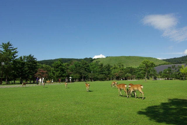 春のピクニックに！家族みんなで少し遠出したい人におすすめ！鹿と触れ合う「奈良公園」！