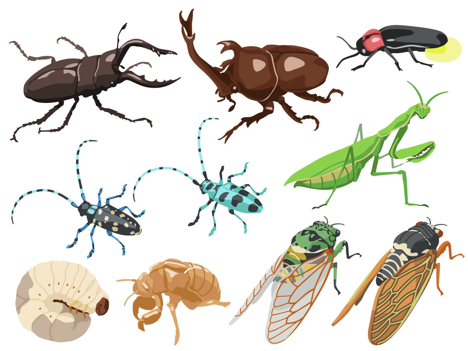＜7月25日＞昆虫のことをもっと知りたい！夏休み「昆虫の名前しらべ」【みなくち子どもの森】