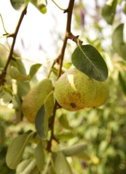 《8月7日》東近江市八日市・かなめカフェにて「梨作り名人　福永さんの梨祭り」開催♪