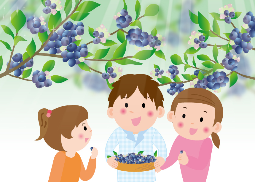 日野町のブルーメの丘で「ブルーベリー収穫体験」が開催中！新鮮で甘いブルーベリーを収穫しよう♪〈なくなり次第終了〉