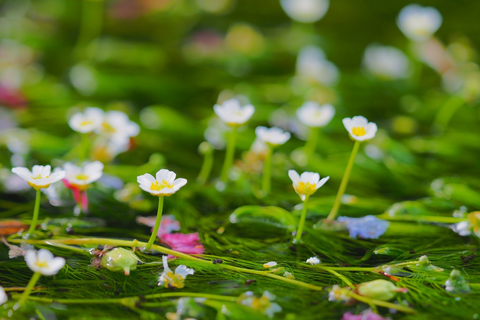 米原の夏の風物詩☆清流に揺れる可愛い花を見に行こう！中山道醒井宿の「梅花藻（バイカモ）」は今が見頃！