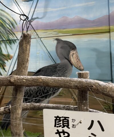 『めっちゃおもろい動物園』(甲賀市水口町)に行ってきました☆ハシビロコウなどの珍しい動物も！！その名の通りの面白さでした♪
