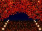 【〜12/5(日)まで】美しい紅葉のライトアップで幻想的な雰囲気を！日吉大社にて♪