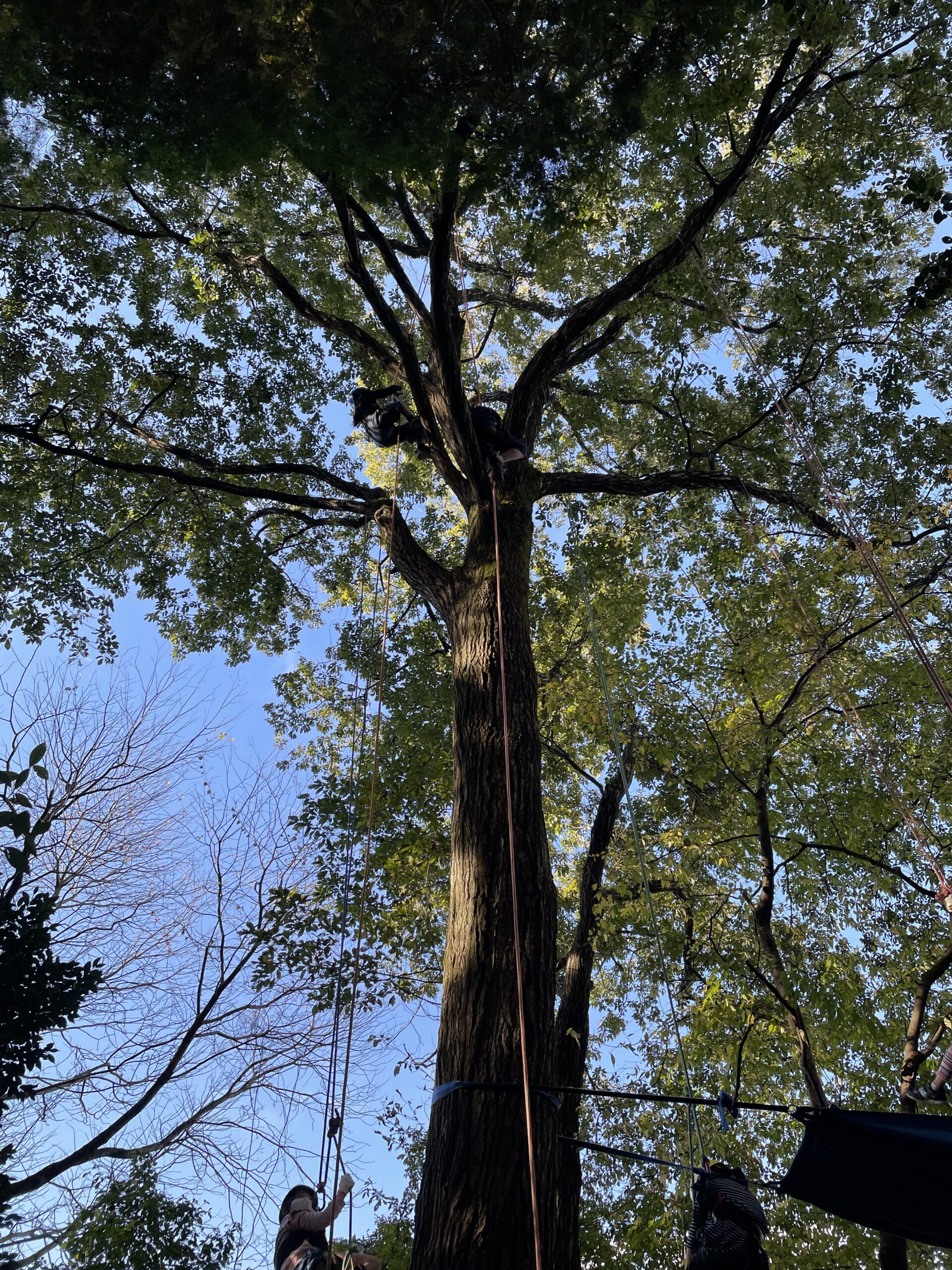 《12月5日》木の上の特別な景色を楽しもう♪日野町のブルーメの丘で「ツリーイング体験」が開催！事前予約受付中☆