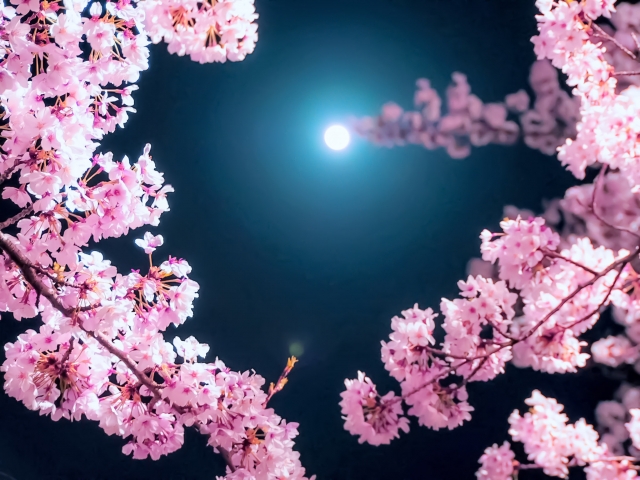 【3月29日～4月3日】夜の「みずの森」に入れちゃう！！桜のライトアップ開催決定【草津水生植物公園】