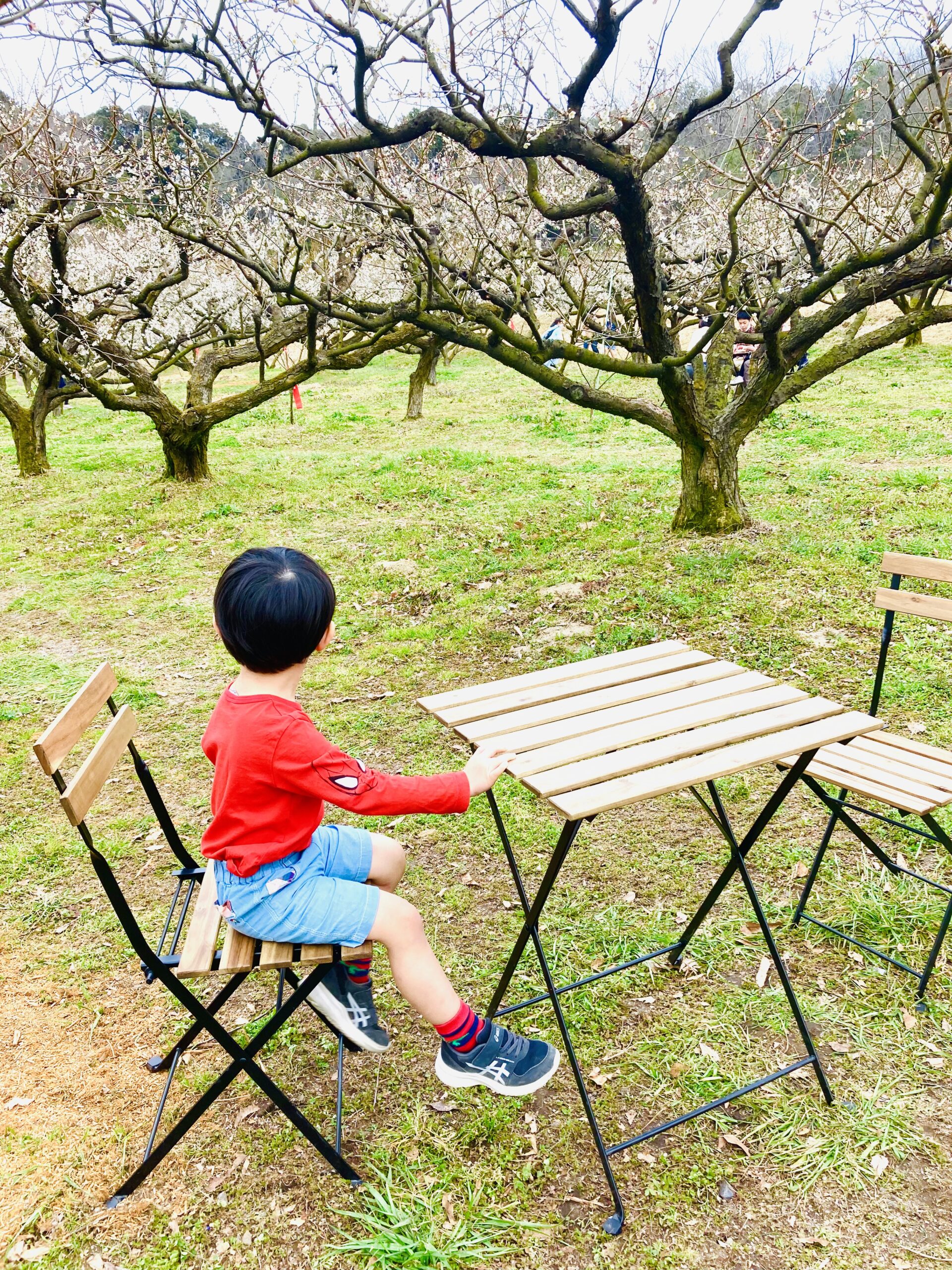 寿長生の郷「梅まつり2022」3月21日まで延長！梅の木の中を走り回って子供も楽しめます♪