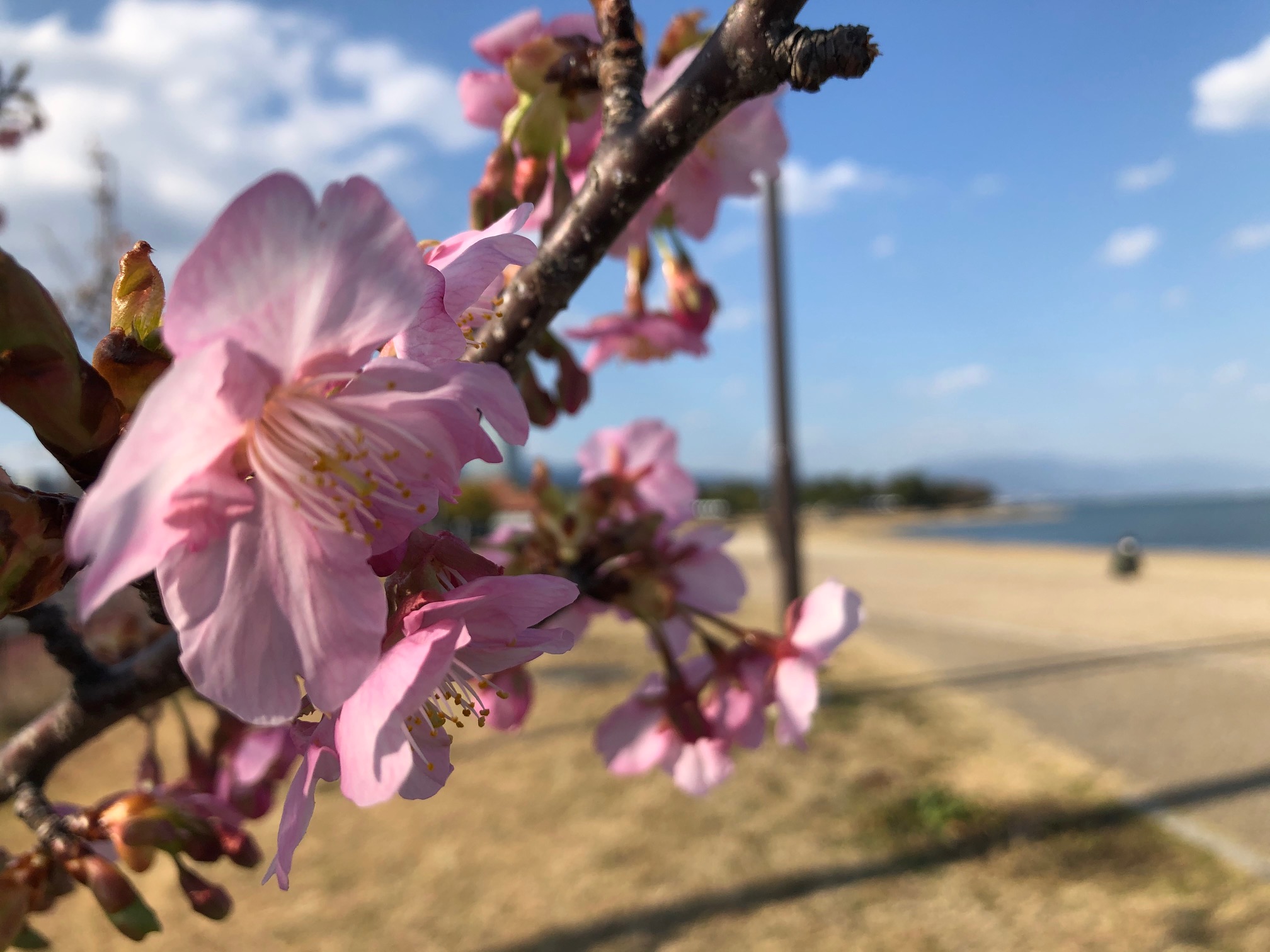琵琶湖岸の早咲き桜がもうすぐ見頃‼【大津湖岸なぎさ公園 遊歩道沿】近くには芝生・ベンチや思いっきり遊べそうな砂浜も★
