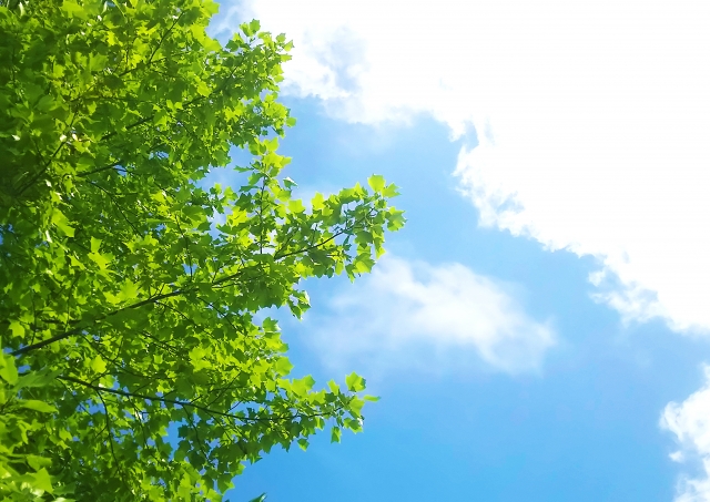 【5月1日】若葉のころの樹木や草花の様子を観察しに行こう！草津市のロクハ公園で「樹木・草花ウォッチング」が開催！