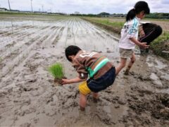 【参加費無料!! 収穫米2キロ付き】食育にピッタリな田植え体験しませんか? 申込みは4月24日まで。