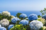 【6/1〜6/30】あじさいの季節がやって来ます！「もりやま芦刈園」では、約10,000株の美しいあじさいが咲き誇ります！