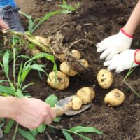 6月25日 26日 ワンコインで楽しめる ブルーメの丘で じゃがいも収穫体験 が開催 バター作り体験もあり 滋賀のママがイベント 育児 遊び 学びを発信 シガマンマ ピースマム