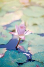 【7/9,10】ハスが美しい季節ですね！草津市立水生植物園みずの森では恒例の「ハス祭り」が開催！