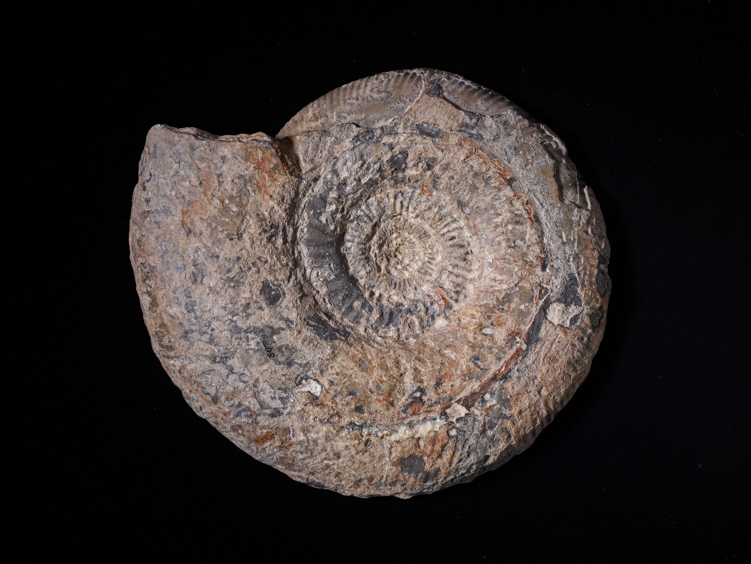 アンモナイト 本物 化石 | www.ddechuquisaca.gob.bo