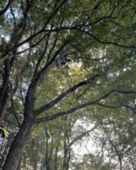 【11月3日】爽快感抜群★木のぼりを楽しむアクティビティでこども大満足！びわこ文化公園で「ツリーイング体験」が開催！