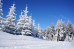 【11/12,27】少しの雪の坂でも楽しめる♪スノーボードの原型「雪板（ゆきいた）」を作ろう！高島市の森林公園くつきの森にて♪
