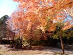 〈野洲市〉木製の遊具もある♪紅葉の中で思いっきり遊ぼう！近江富士花緑公園の遊具広場へ遊びに行ってきました♪
