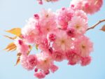 春休みにお出かけしよう！ソーラーライトづくり＆みんなで桜を完成させようetc楽しいイベント盛りだくさん♪2023年3月【草津水生植物公園】