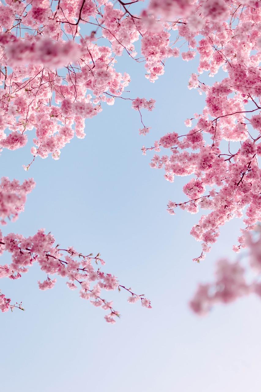 【ラコリーナ近江八幡】クラブハリエと共に春を満喫しませんか？【桜イベント】開催決定！！【4月1日・2日】