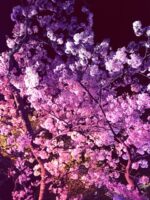 【3月25日〜4月9日】幻想的な桜のライトアップを見に行こう！【笠原桜公園ライトアップイベント】
