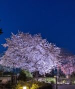 【まとめ】夜桜を楽しもう！ 滋賀県内の桜のライトアップイベント厳選6選