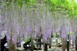 三大神社の藤が見頃をむかえています。【5月7日】までライトアップも実施中！