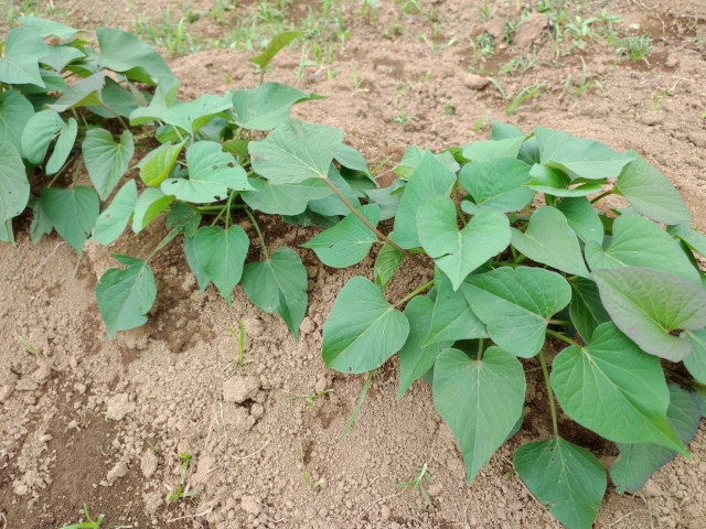 自分で植えたお芋は味も格別！親子で楽しむ「イモ堀体験オーナー」募集開始☆【東近江市】