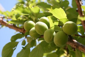 今が旬！！大粒で果肉が厚い「城州白梅」を収穫しよう！「梅狩りグランプリ」や「梅みくじ」、梅グルメも♪寿長生の郷にて【6/13〜28】
