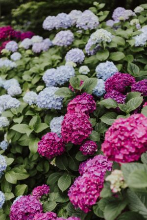 約1万本の紫陽花！！色とりどりの美しい景色を見に行こう！「あじさいフェア」も開催！もりやま芦刈園にて【6/1〜30】