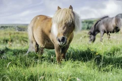 癒され度100%！可愛いポニーの飼育員体験をしよう！「ブラッシング＆エサやり体験」ブルーメの丘【8/22,23,29,30】